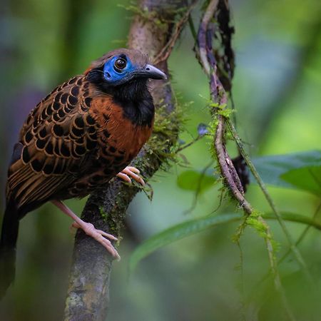Serenity Rainforest Condos La Fortuna 外观 照片