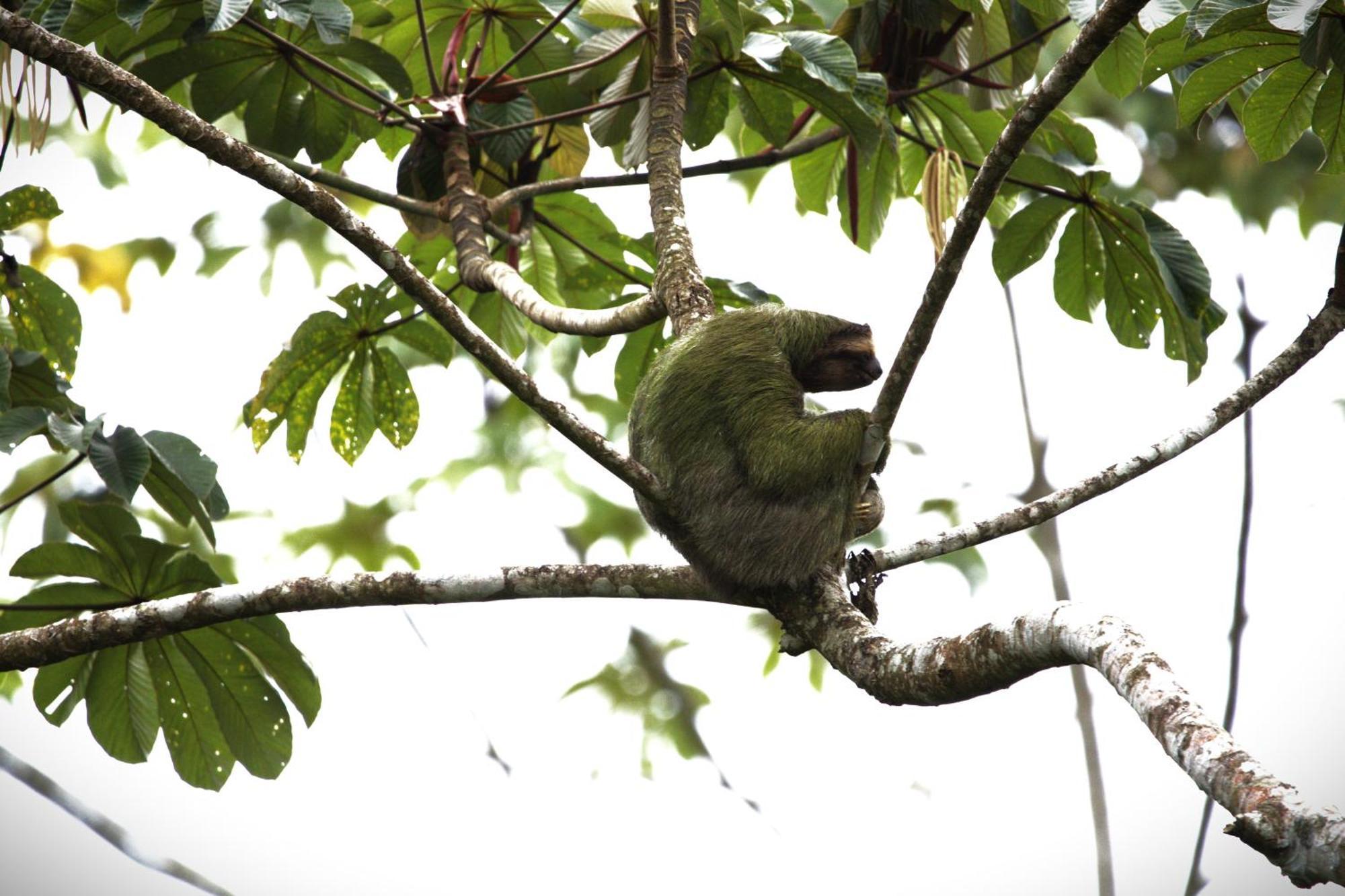 Serenity Rainforest Condos La Fortuna 外观 照片